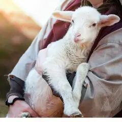 Shepherd carrying their child close to their heart